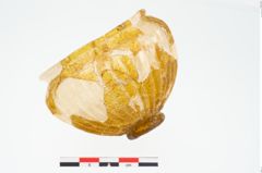 Foto von Glasrippenschale (NHMW-PRAE-025911)